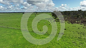 Regenerative agriculture cows in the field, grazing on grass and pasture in Australia, on a farming ranch.