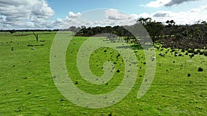 Regenerative agriculture cows in the field, grazing on grass and pasture in Australia, on a farming ranch.