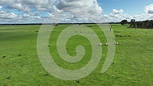 Regenerative agriculture cows in the field, grazing on grass and pasture in Australia, on a farming ranch.