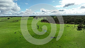 Regenerative agriculture cows in the field, grazing on grass and pasture in Australia, on a farming ranch.