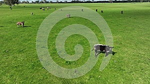 Regenerative agriculture cows in the field, grazing on grass and pasture in Australia, on a farming ranch.