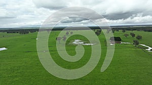 Regenerative agriculture cows in the field, grazing on grass and pasture in Australia, on a farming ranch.