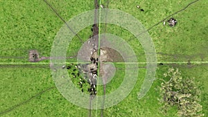 Regenerative agriculture cows in the field, grazing on grass and pasture in Australia, on a farming ranch.