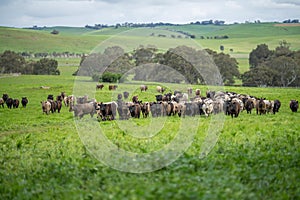 regenerative agriculture on a farm in australia, growing soil microbes
