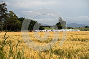 regenerative agriculture farm. growing wheat and barley crop Sustainable agriculture in Australia cropping ranch