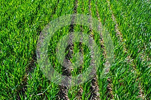 Regenerative Agriculture, Holistic Management, farming problem concept. Green wheat field background, grasslands photo