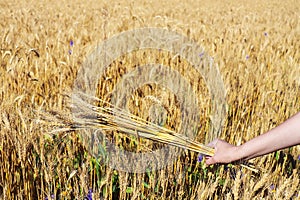 Regenerative agriculture. Rye crop field. Harvest on the farm. Stems with seeds for grain bread in female hands. Yellow golden