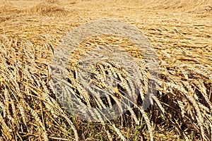 Regenerative agriculture. Rye crop field. Harvest on the farm. Yellow golden summer landscape