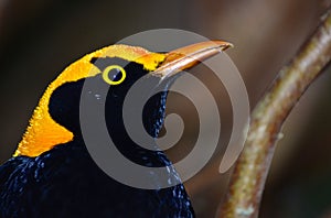 An regent bower bird in an Australian rainforest photo