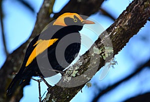 Regent bower bird male photo