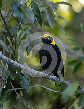 Regent Bowerbird