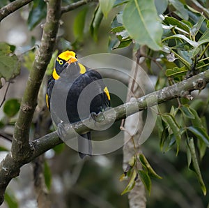 Regent Bowerbird