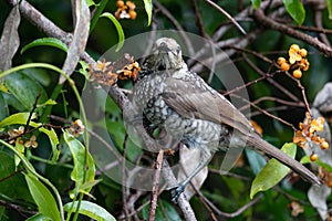 Regent Bowerbird in Australia