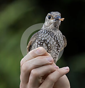 Regent Bowerbird juvenile