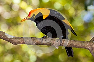 Regent Bowerbird