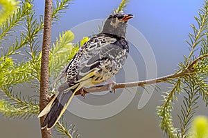 Regent Honeyeater