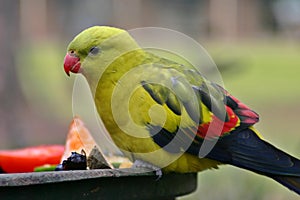 Regent Parrot