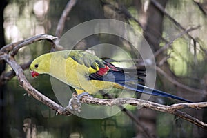 Regent parrot