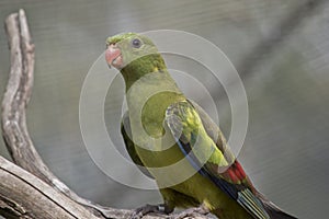 Regent parrot female