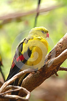 Regent parrot with his yellow and olive feather and red beak