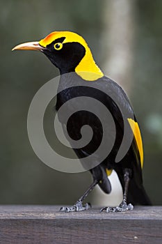 Regent's Bowerbird closeup