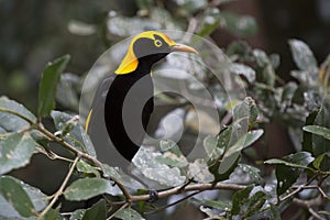 Regent's Bowerbird in leafy glade