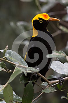 Regent's Bowerbird in natural habitat