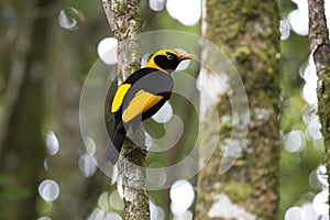 Regent's Bowerbird on rainforest tree