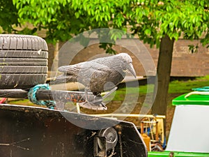 Regent`s Canal. Little Venice, London, United Kingdom