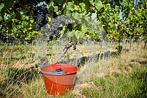 Regent wine grapes