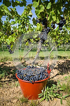 Regent wine grapes