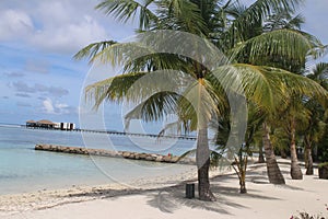 De el mar palmera árboles a cielo azul 