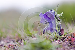 Region Liptov in Slovakia an his nature fauna and flora and high tatras mountains