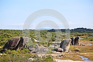 Undergrowth with small trees in the region close to the sea, northeast of Brazil. photo