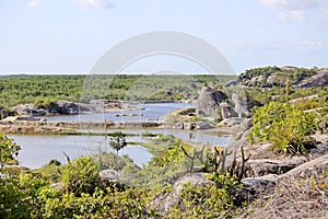 Undergrowth with small trees in the region close to the sea, northeast of Brazil. photo