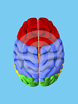 Regions of the Brain