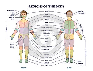 Regions of human body as front or back parts description tiny person concept