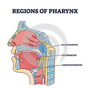 Regions of pharynx and throat parts division from side view outline diagram