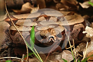 Snake at forest photo