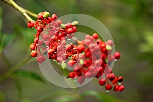 Red seed plant photo