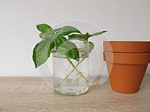 Regrow basil in a glass of water