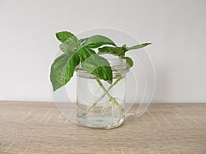 Regrow basil in a glass of water