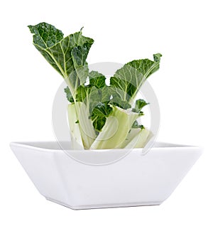 Regrow bok choy