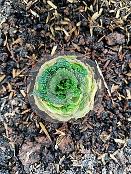 Regrow chicory that has started to grow new leaves