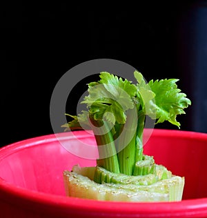 Regrow stalk of celery from base closeup horizontal black background