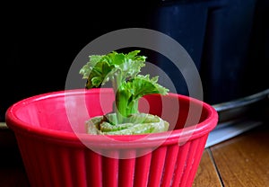 Regrow stalk of celery from base horizontal black background