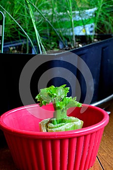 Regrow stalk of celery from base vertical