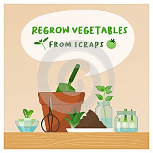 Regrow vegetables from scraps at home