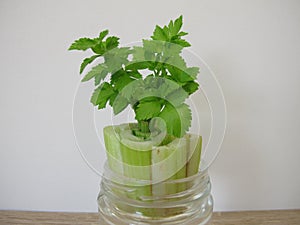 Regrowing celery in a glass of water