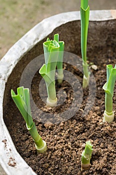 Regrowing vegetables, leeks shoots grown in soil